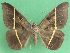  (Cyligramma joa - KLM Lep 03520)  @14 [ ] CreativeCommons - Attribution Non-Commercial Share-Alike (2015) Christian Wieser Landesmuseum Kärnten
