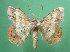  (Chiasmia crassilembaria - KLM Lep 03667)  @14 [ ] CreativeCommons - Attribution Non-Commercial Share-Alike (2015) Christian Wieser Landesmuseum Kärnten