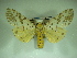  (Spilosoma multiguttata - KLM Lep 00381)  @14 [ ] CreativeCommons - Attribution Non-Commercial Share-Alike (2012) Christian Wieser Landesmuseum Kärnten