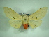  (Spilosoma tienmushanica - KLM Lep 00395)  @13 [ ] CreativeCommons - Attribution Non-Commercial Share-Alike (2012) Christian Wieser Landesmuseum Kärnten