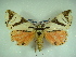  ( - KLM Lep 00435)  @14 [ ] CreativeCommons - Attribution Non-Commercial Share-Alike (2012) Christian Wieser Landesmuseum Kärnten