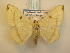  ( - KLM Lep 00676)  @11 [ ] CreativeCommons - Attribution Non-Commercial Share-Alike (2013) Peter Huemer Landesmuseum Kärnten