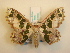  (Antitrygodes divisaria - KLM Lep 00693)  @14 [ ] CreativeCommons - Attribution Non-Commercial Share-Alike (2013) Peter Huemer Landesmuseum Kärnten