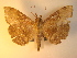  (Adrapsa abnormalis - KLM Lep 00958)  @13 [ ] CreativeCommons - Attribution Non-Commercial Share-Alike (2013) Peter Huemer Tiroler Landesmuseum Ferdinandeum