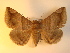 (Buzara luteipalpis - KLM Lep 00959)  @13 [ ] CreativeCommons - Attribution Non-Commercial Share-Alike (2013) Peter Huemer Tiroler Landesmuseum Ferdinandeum