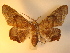  (Episparina tortuosalis - KLM Lep 00962)  @13 [ ] CreativeCommons - Attribution Non-Commercial Share-Alike (2013) Peter Huemer Tiroler Landesmuseum Ferdinandeum