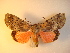  (Brana cara - KLM Lep 00969)  @13 [ ] CreativeCommons - Attribution Non-Commercial Share-Alike (2013) Peter Huemer Tiroler Landesmuseum Ferdinandeum