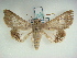  ( - KLM Lep 00971)  @13 [ ] CreativeCommons - Attribution Non-Commercial Share-Alike (2013) Peter Huemer Tiroler Landesmuseum Ferdinandeum