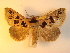  (Anoba pectinata - KLM Lep 00975)  @13 [ ] CreativeCommons - Attribution Non-Commercial Share-Alike (2013) Peter Huemer Tiroler Landesmuseum Ferdinandeum