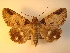  ( - KLM Lep 00997)  @13 [ ] CreativeCommons - Attribution Non-Commercial Share-Alike (2013) Peter Huemer Tiroler Landesmuseum Ferdinandeum