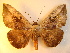  (Hypopyra vespertilio - KLM Lep 01003)  @14 [ ] CreativeCommons - Attribution Non-Commercial Share-Alike (2013) Peter Huemer Tiroler Landesmuseum Ferdinandeum