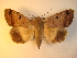  (Ophiusa olista - KLM Lep 01007)  @14 [ ] CreativeCommons - Attribution Non-Commercial Share-Alike (2013) Peter Huemer Tiroler Landesmuseum Ferdinandeum