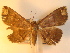  (Adrapsa quadrilinealis - KLM Lep 01009)  @13 [ ] CreativeCommons - Attribution Non-Commercial Share-Alike (2013) Peter Huemer Tiroler Landesmuseum Ferdinandeum