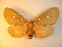  ( - KLM Lep 01018)  @12 [ ] CreativeCommons - Attribution Non-Commercial Share-Alike (2013) Peter Huemer Tiroler Landesmuseum Ferdinandeum
