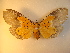  ( - KLM Lep 01021)  @14 [ ] CreativeCommons - Attribution Non-Commercial Share-Alike (2013) Peter Huemer Tiroler Landesmuseum Ferdinandeum