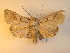  ( - KLM Lep 01042)  @14 [ ] CreativeCommons - Attribution Non-Commercial Share-Alike (2013) Peter Huemer Tiroler Landesmuseum Ferdinandeum