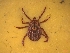  ( - CX-NE40)  @11 [ ] by-nc-sa (2024) Ömer Orkun Ticks and Tick-Borne Research Diease Lab. (Ankara University)
