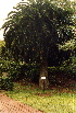  ( - PR875)  @11 [ ] CreativeCommons - Attribution Non-Commercial Share-Alike (2011) Philip Rousseau Private