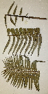  ( - PR681)  @11 [ ] No Rights Reserved  Unspecified Unspecified