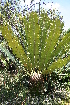  (Encephalartos transvenosus - PR665)  @11 [ ] Unspecified (default): All Rights Reserved  Unspecified Unspecified