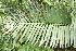  (Encephalartos chimanimaniensis - PR883)  @11 [ ] CreativeCommons - Attribution Non-Commercial Share-Alike (2011) Philip Rousseau Private