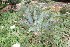  (Encephalartos lanatus - PR828)  @11 [ ] Unspecified (default): All Rights Reserved  Unspecified Unspecified