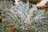  ( - PR868)  @11 [ ] CreativeCommons - Attribution Non-Commercial Share-Alike (2011) Philip Rousseau Private