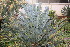  ( - PR869)  @11 [ ] CreativeCommons - Attribution Non-Commercial Share-Alike (2011) Philip Rousseau Private