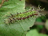  (Cymothoe fumana - RV_C002)  @14 [ ] Unspecified (default): All Rights Reserved  Unspecified Unspecified