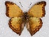  ( - ABRI_001)  @11 [ ] Unspecified (default): All Rights Reserved  Unspecified Unspecified