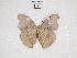  ( - ABRI_028)  @13 [ ] CreativeCommons - Attribution Non-Commercial Share-Alike (2011) Robin van Velzen Wageningen University, Biosystematics Group