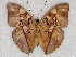  (Cymothoe jodutta jodutta - ABRI_063)  @14 [ ] Unspecified (default): All Rights Reserved  Unspecified Unspecified