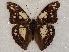  ( - ABRI_099)  @11 [ ] Unspecified (default): All Rights Reserved  Unspecified Unspecified