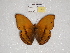  ( - ABRI_128)  @11 [ ] CreativeCommons - Attribution Non-Commercial Share-Alike (2011) Robin van Velzen Wageningen University, Biosystematics Group