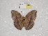  ( - ABRI_128)  @11 [ ] CreativeCommons - Attribution Non-Commercial Share-Alike (2011) Robin van Velzen Wageningen University, Biosystematics Group