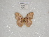  ( - ABRI_130)  @11 [ ] CreativeCommons - Attribution Non-Commercial Share-Alike (2011) Robin van Velzen Wageningen University, Biosystematics Group