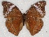  (Cymothoe lurida azumai - ABRI_136)  @11 [ ] Unspecified (default): All Rights Reserved  Unspecified Unspecified