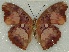  ( - ABRI_209)  @11 [ ] Unspecified (default): All Rights Reserved  Unspecified Unspecified