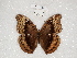  ( - ABRI_329)  @11 [ ] CreativeCommons - Attribution Non-Commercial Share-Alike (2011) Robin van Velzen Wageningen University, Biosystematics Group