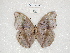  ( - ABRI_329)  @11 [ ] CreativeCommons - Attribution Non-Commercial Share-Alike (2011) Robin van Velzen Wageningen University, Biosystematics Group