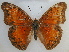  (Cymothoe caenis - RMCA-RV-236)  @15 [ ] Unspecified (default): All Rights Reserved  Unspecified Unspecified