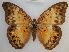  ( - RMCA-RV-239)  @14 [ ] Unspecified (default): All Rights Reserved  Unspecified Unspecified
