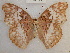  (Cymothoe eris - RMCA-RV-243)  @14 [ ] Unspecified (default): All Rights Reserved  Unspecified Unspecified