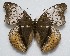  (Cymothoe fontainei debauchi - GW_13511)  @13 [ ] Unspecified (default): All Rights Reserved  Unspecified Unspecified
