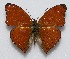  (Cymothoe distincta - RD_066)  @14 [ ] Unspecified (default): All Rights Reserved  Unspecified Unspecified