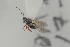  ( - CYNNI303)  @12 [ ] CreativeCommons - Attribution Non-Commercial Share-Alike (2014) Arnstein Staverlokk Norwegian Institute of Nature Research