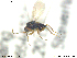  ( - CYNNI156)  @13 [ ] CreativeCommons - Attribution Non-Commercial Share-Alike (2013) Arnstein Staverlokk Norwegian Institute of Nature Research