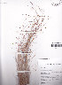 (Ficinia minutiflora - AMM2257)  @11 [ ] No Rights Reserved  Unspecified Unspecified