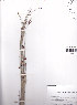 ( - AMM2260)  @11 [ ] No Rights Reserved  Unspecified Unspecified