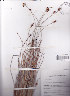  ( - AMM2261)  @11 [ ] No Rights Reserved  Unspecified Unspecified